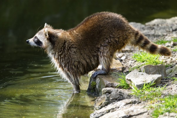 Common raccoon (Procyon lotor) on the watershore, Bavaria, Germany