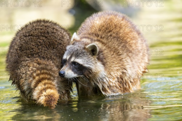 Common raccoon (Procyon lotor) in the water of a little lake, Bavaria, Germany