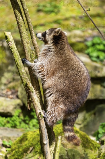 Common raccoon (Procyon lotor) climbing up a tree, Bavaria, Germany