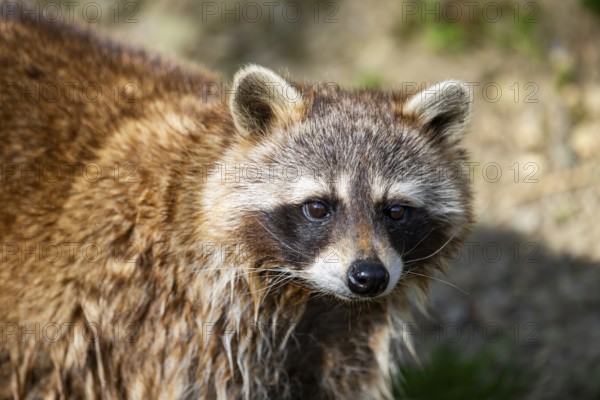 Common raccoon (Procyon lotor), portrait, Bavaria, Germany