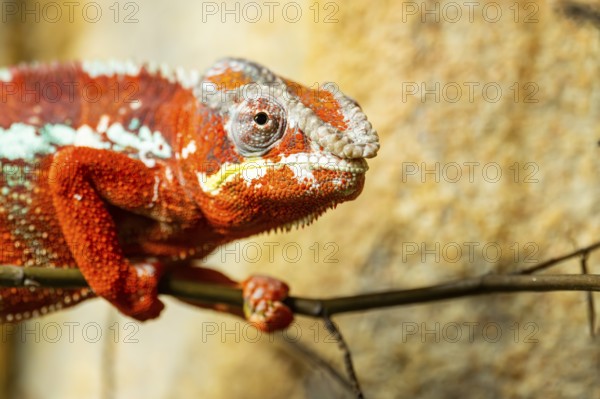 Panther chameleon (Furcifer pardalis) on a branch, Bavaria, Germany