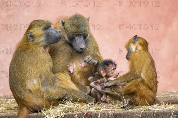 Guinea baboon (Papio papio) family with a new born youngster, captive, Bavaria, Germany