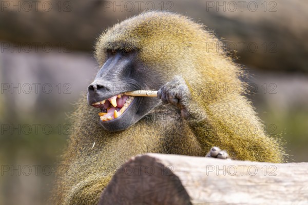 Guinea baboon (Papio papio), portrait, captive, Bavaria, Germany