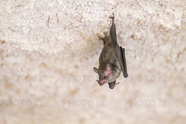 Lesser mouse-eared myotis (Myotis blythii) bat hanging on a wall, Bavaria, Germany