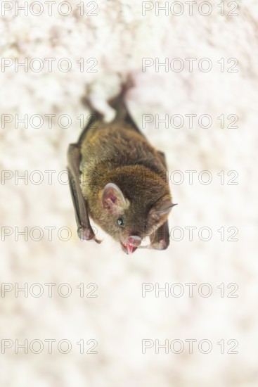 Lesser mouse-eared myotis (Myotis blythii) bat hanging on a wall, Bavaria, Germany