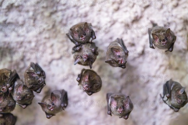 Lesser mouse-eared myotis (Myotis blythii) bats hanging on a wall, Bavaria, Germany