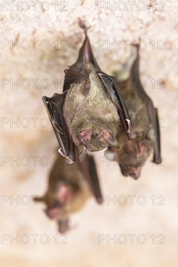 Lesser mouse-eared myotis (Myotis blythii) bats hanging on a wall, Bavaria, Germany