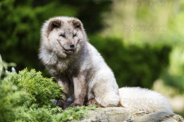 Arctic fox (Vulpes lagopus) sitting on a rock, Bavaria, Germany