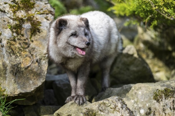 Arctic fox (Vulpes lagopus) standing on a rock, Bavaria, Germany