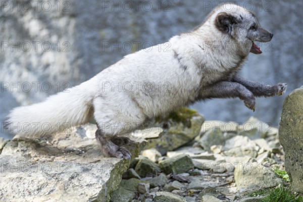 Arctic fox (Vulpes lagopus) running over rocks, Bavaria, Germany