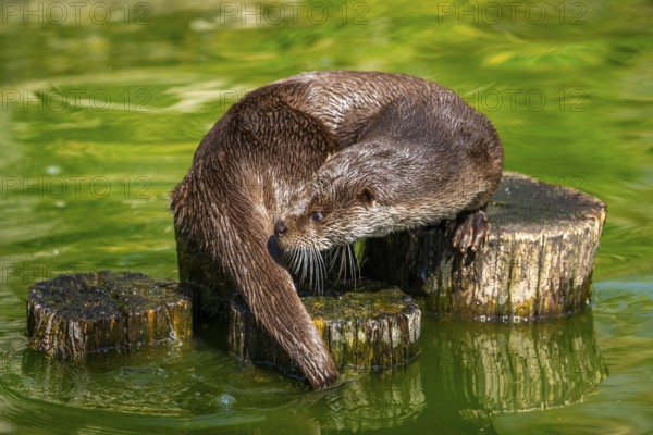 Eurasian otter (Lutra lutra) on a tree trunk in the water of a little lake, Bavaria, Germany