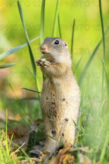 European ground squirrel (Spermophilus citellus) on a meadow, Bavaria, Germany