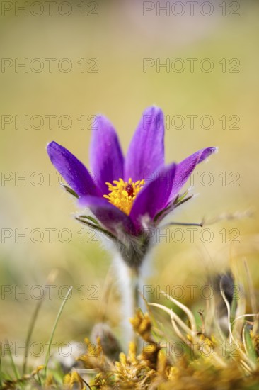 Pasque flower (Pulsatilla vulgaris), blooming, sunset, Bavaria, Germany