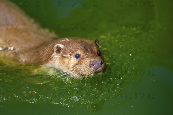 Eurasian otter (Lutra lutra) swimming in the water of a little lake, Bavaria, Germany