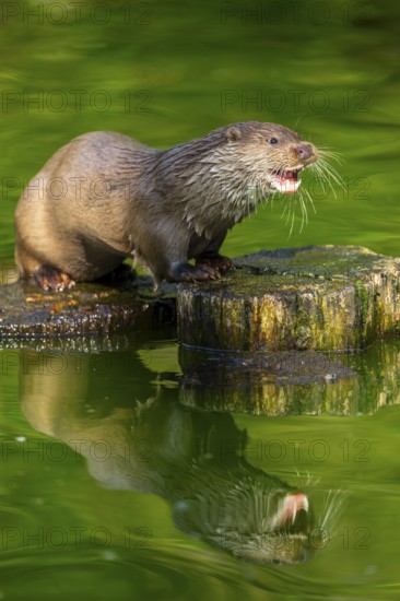 Eurasian otter (Lutra lutra) on a tree trunk in the water of a little lake, Bavaria, Germany
