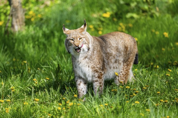 Eurasian lynx (Lynx lynx), walking on a meadow, Bavaria, Germany