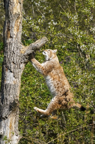 Eurasian lynx (Lynx lynx) climbing on a tree, jumping, Bavaria, Germany