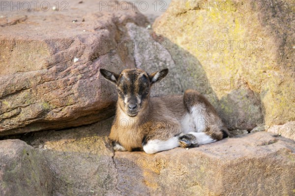Domestic goat (Capra hircus) youngster lying on the ground, Bavaria, Germany