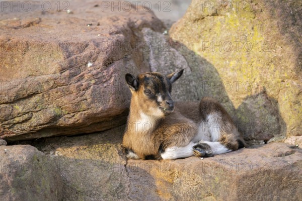 Domestic goat (Capra hircus) youngster on a rock, Bavaria, Germany