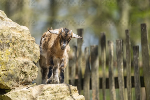 Domestic goat (Capra hircus) standing on a rock, Bavaria, Germany