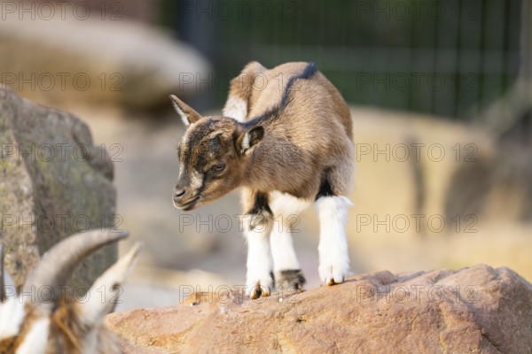 Domestic goat (Capra hircus) youngster standing on a rock, Bavaria, Germany
