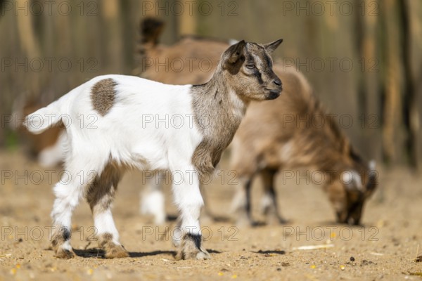 Domestic goat (Capra hircus) youngster standing on the ground, Bavaria, Germany