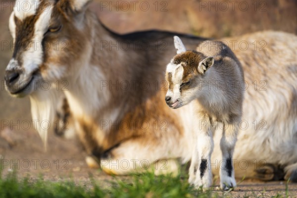 Domestic goat (Capra hircus) mother with her youngster, Bavaria, Germany
