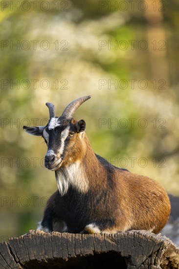 Domestic goat (Capra hircus) lying on a rock, Bavaria, Germany