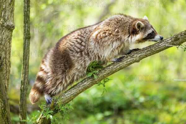 Common raccoon (Procyon lotor) climbing up a tree, Bavaria, Germany