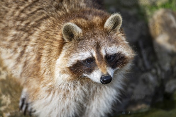 Common raccoon (Procyon lotor), portrait, Bavaria, Germany