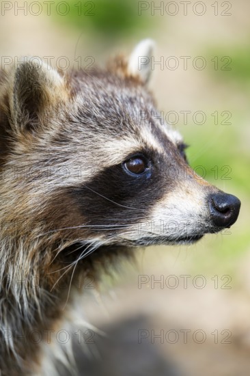 Common raccoon (Procyon lotor), portrait, Bavaria, Germany