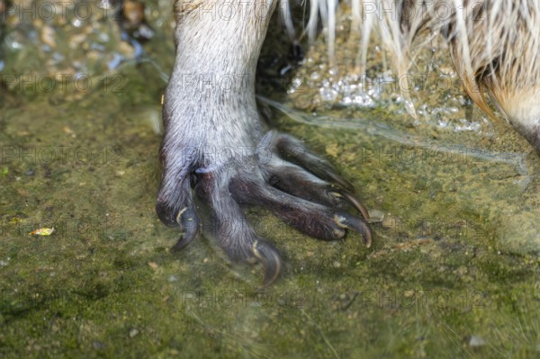 Common raccoon (Procyon lotor), foot, detail, Bavaria, Germany