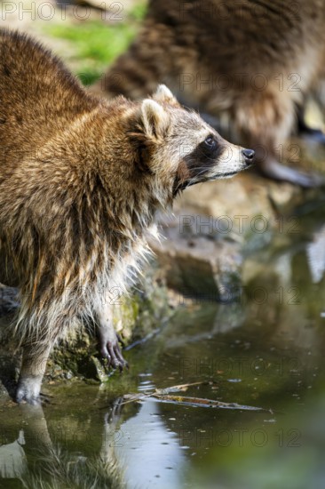 Common raccoon (Procyon lotor) on the watershore, Bavaria, Germany
