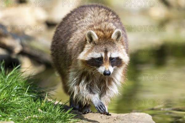 Common raccoon (Procyon lotor) walking on the ground, Bavaria, Germany