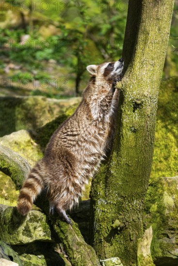 Common raccoon (Procyon lotor) climbing up a tree, Bavaria, Germany