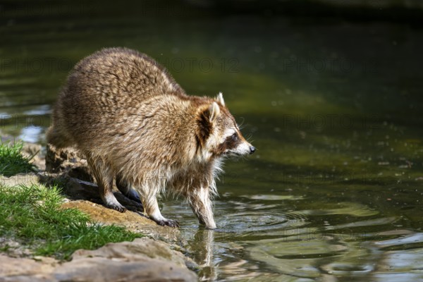 Common raccoon (Procyon lotor) on the watershore, Bavaria, Germany