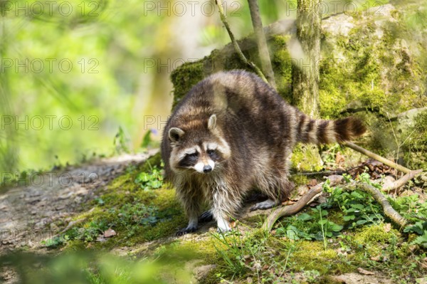 Common raccoon (Procyon lotor) standing on the ground, Bavaria, Germany