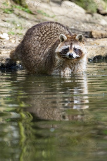 Common raccoon (Procyon lotor) in the water of a little lake, Bavaria, Germany