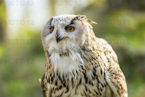 Eurasian eagle-owl (Bubo bubo) portrait, captive, Bavaria, Germany