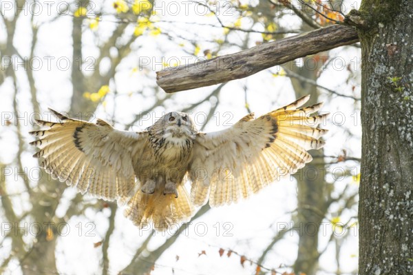 Eurasian eagle-owl (Bubo bubo) landing, captive, Bavaria, Germany