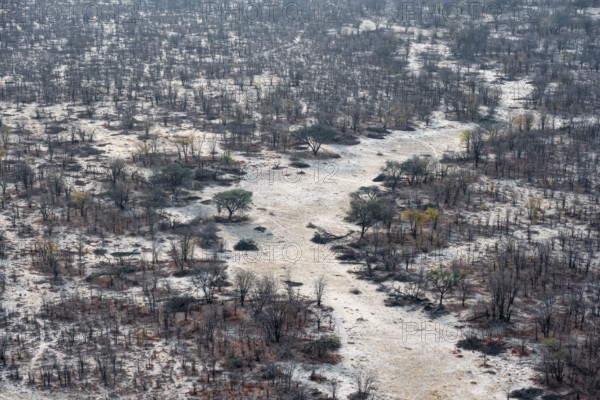 Structure and pattern, trees in the dry season, arid landscape, aerial view of the Okavango Delta, near Maun, Okavango Delta, Botswana