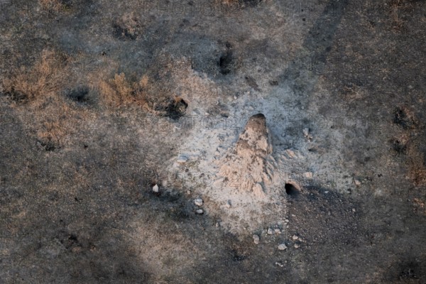 Single termite hill, landscape, aerial view of the Okavango Delta, near Maun, Okavango Delta, Botswana