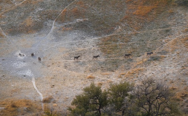 Steppe zebras (Equus quagga) rolling in dust, savanna landscape with yellow grass, aerial view, Okavango Delta, Botswana