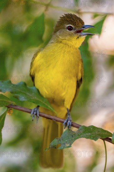 Yellow-bellied Greenbul (Chlorocichla flaviventris), Yellow-bellied Greenbul, Zambezi Region, Caprivi Strip, Namibia