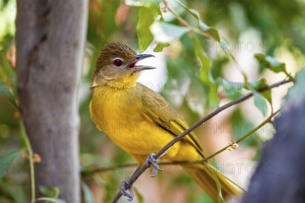 Yellow-bellied Greenbul (Chlorocichla flaviventris), Yellow-bellied Greenbul, Zambezi Region, Caprivi Strip, Namibia