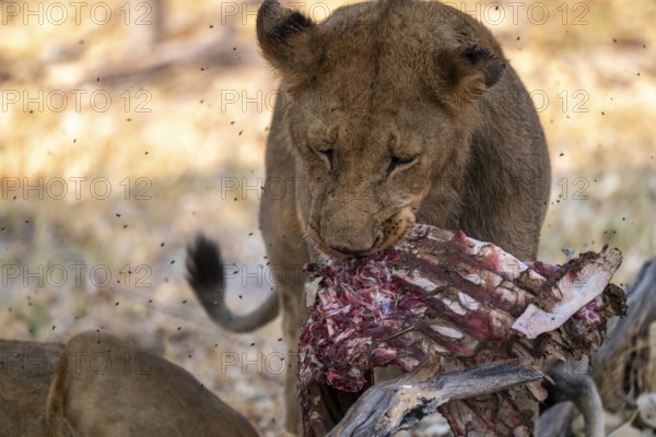Lion pack with kill, lion (Panthera Leo) eats buffalo, savanna, Moremi Game Reserve, Botswana