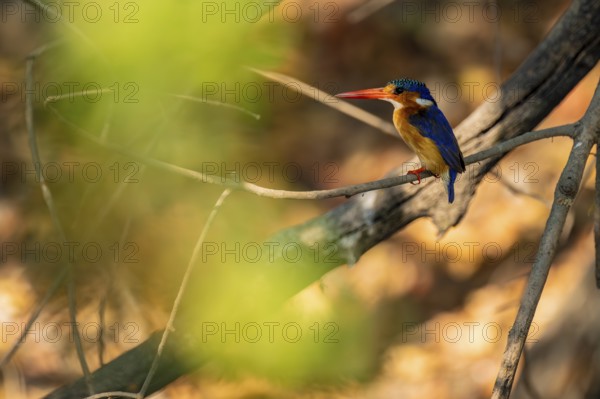 Malachite kingfisher (Corythornis cristatus) sitting on branch on the Okavango River, Caprivi Strip, Namibia