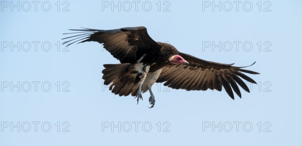 Hooded Vulture (Necrosyrtes monachus) in flight, Moremi Game Reserve, Botswana