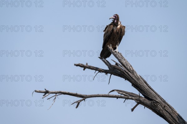 Hooded Vulture (Necrosyrtes monachus) sitting on a branch against a blue sky, Moremi Game Reserve, Botswana