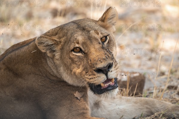 Female, Lion (Panthera Leo), Moremi Game Reserve, Botswana